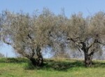 IMG-20210225-WA0003