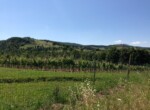azienda agricola Allerona 12