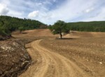 azienda agricola Allerona 6