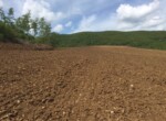 azienda agricola Allerona 7