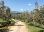 azienda agricola orvieto 15